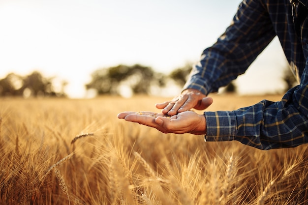 Coltivatore che controlla la qualità dei chicchi di grano nelle sue mani nel mezzo delle spighette mature dorate al campo.