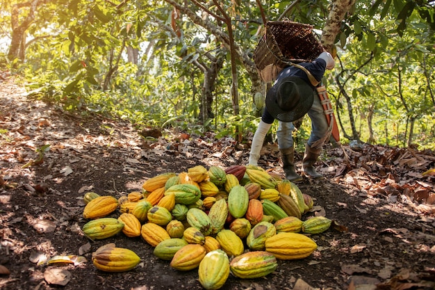 Coltivatore che raccoglie baccello del cacao da terra