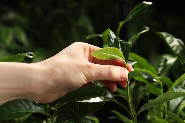 Coltivatore che raccoglie foglie di tè verde su sfondo scuro primo piano