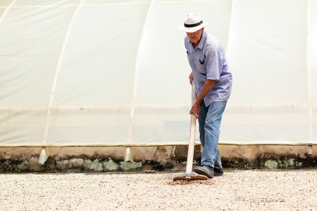 Coltivatore di caffè anziano che sparge i chicchi di caffè nel cortile per asciugarli al sole