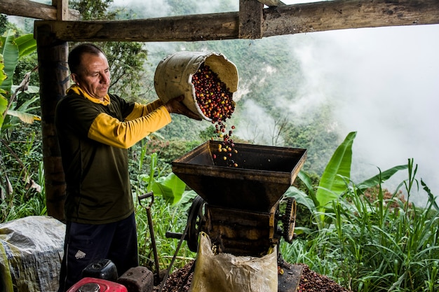 Coltivatore di caffè latinoamericano che lavora nella raccolta con le sue piante e asciuga il caffè nella giungla