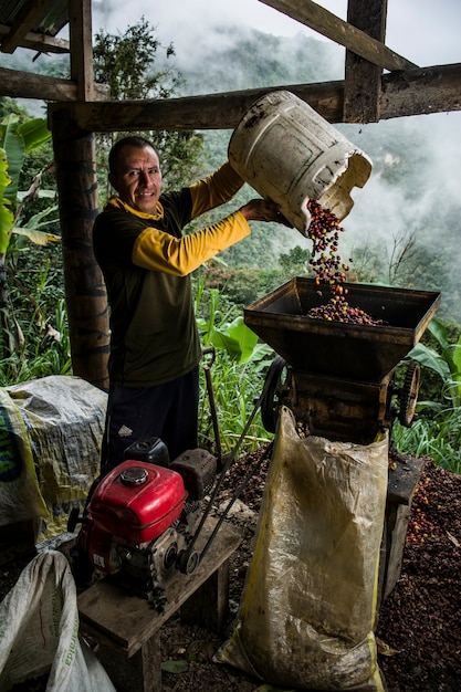 Coltivatore di caffè latinoamericano che lavora nella raccolta con le sue piante e asciuga il caffè nella giungla