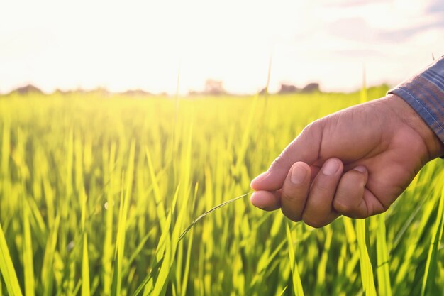 Coltivatore di mano che tocca riso verde in azienda agricola con alba