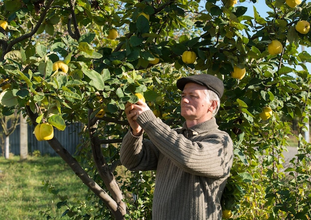 Coltivatore di mele cotogne in giardino