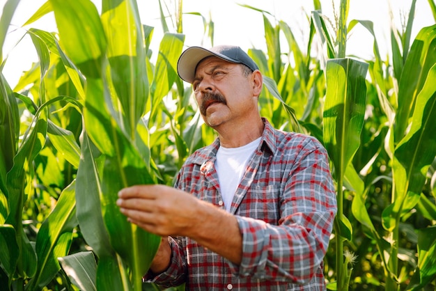 Coltivatore in piedi nel campo di mais che esamina il raccolto Concetto di cura del raccolto