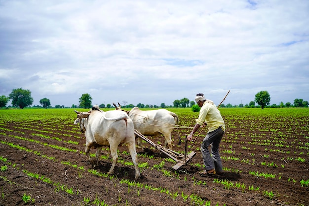 Coltivatore indiano che lavora campo di piselli piccione verde con bue