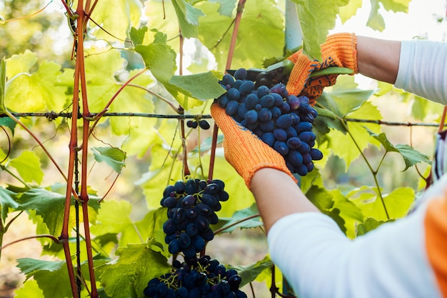 Coltivatore raccolta delle uve in fattoria ecologica. Donna che taglia l'uva da tavola blu con potatore