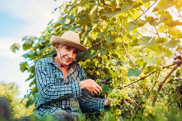 Coltivatore raccolta raccolto di uva in fattoria ecologica.