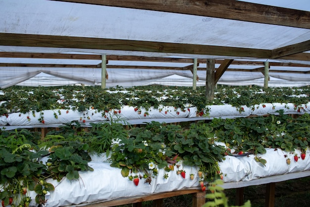 Coltivatori di fragole che piantano fragole che lavorano in serra con il raccolto