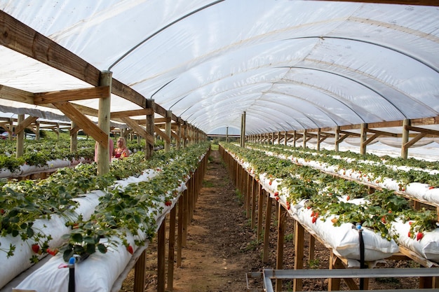 Coltivatori di fragole che piantano fragole che lavorano in serra con il raccolto