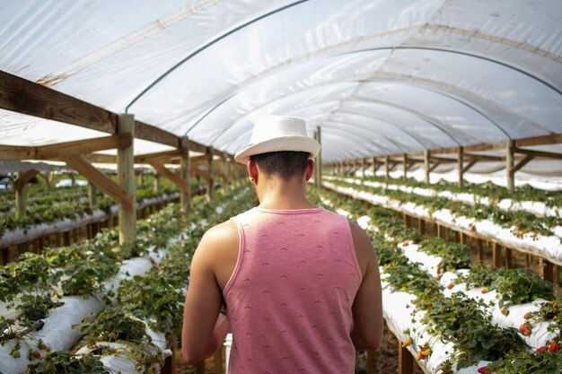 Coltivatori di fragole che piantano fragole che lavorano in serra con il raccolto