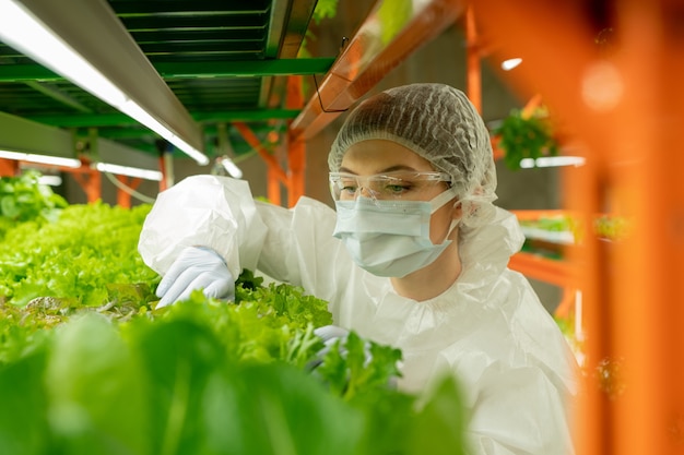 Coltivatrice concentrata in occhiali protettivi, maschera e berretto in piedi sullo scaffale verticale della fattoria ed esaminando le foglie delle piante