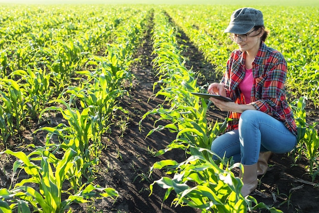 Coltivatrice di mais caucasica di mezza età con computer tablet inginocchiata per i gambi di ispezione sul campo