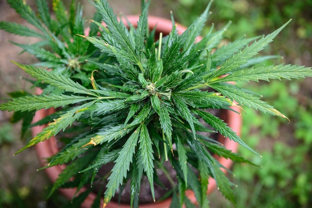 Coltivazione all'aperto Marijuana medica
