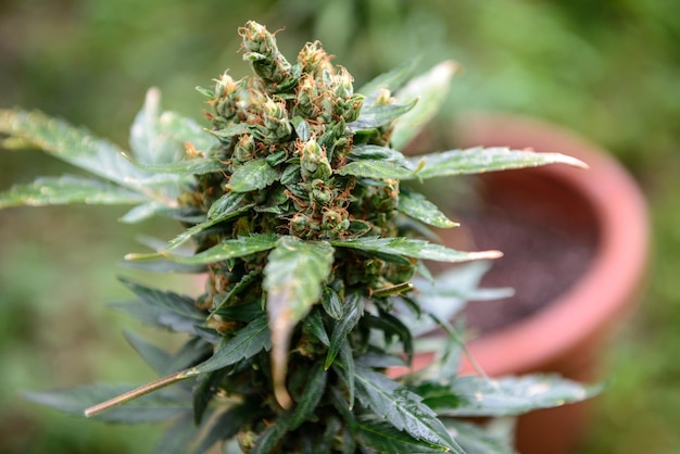 Coltivazione all'aperto Marijuana medica
