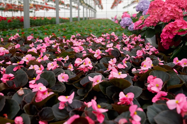 Coltivazione commerciale di fiori in serra