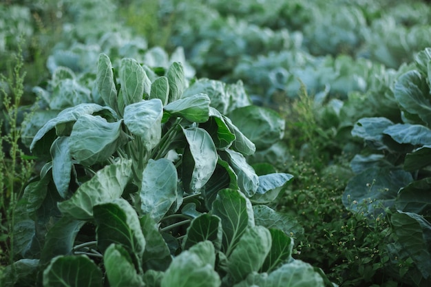 coltivazione del cavolo bianco in un'azienda agricola per l'attività nei campi