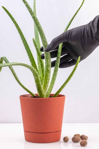 Coltivazione di aloe vera a casa. Una mano guantata di nero regge una pianta