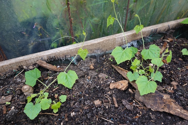 coltivazione di anguria raton coltivazione in serra piantagione di Melothria scabra cucamelon in letto di legno rialzato