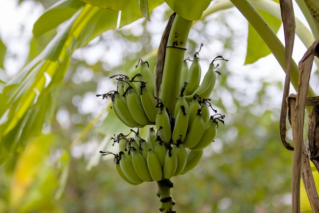 Coltivazione di banane in Thailandia