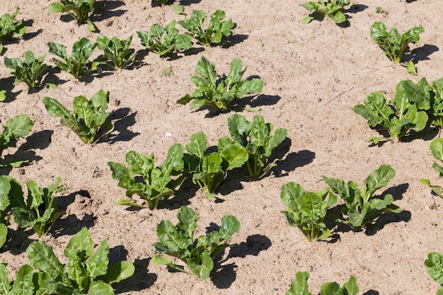 Coltivazione di barbabietola da zucchero per la produzione