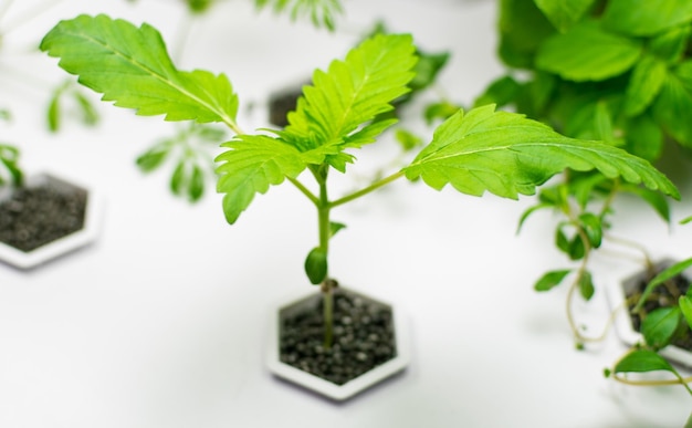 Coltivazione di cannabis in una pianta idroponica domestica