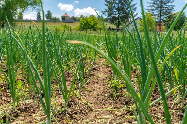 Coltivazione di cipolle biologiche in una fattoria senza pesticidi