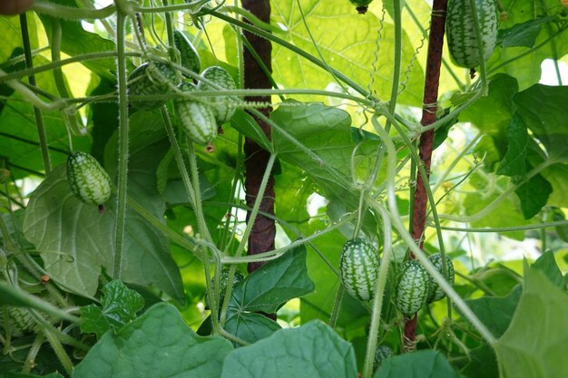 coltivazione di cucamelon o melone di topo nel giardino sul retro frutta e fiori di cucamelon harve