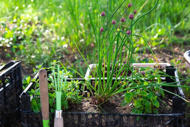 Coltivazione di erbe ecologiche nel giardino cipolla menta timo