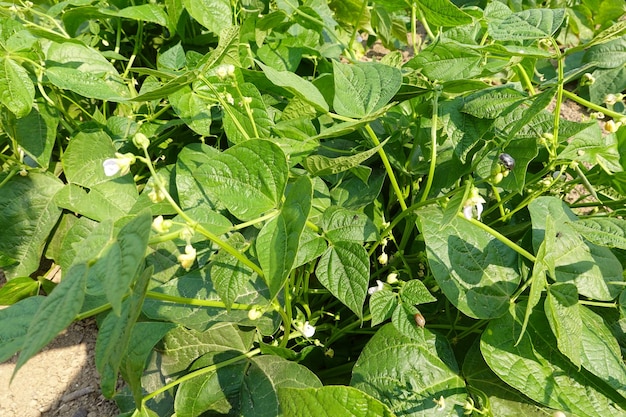 coltivazione di fagioli verdi nel giardino