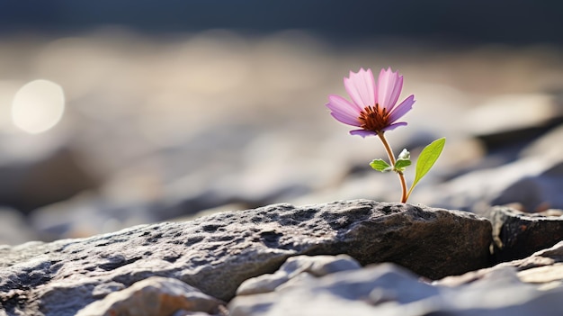 coltivazione di fiori foto gratuita sfondo HD