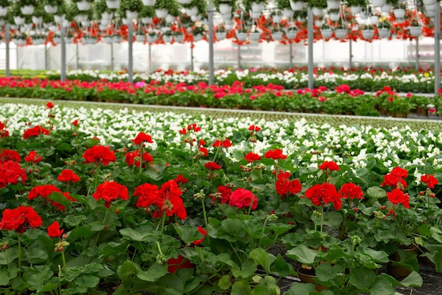 Coltivazione di fiori in serra moderna