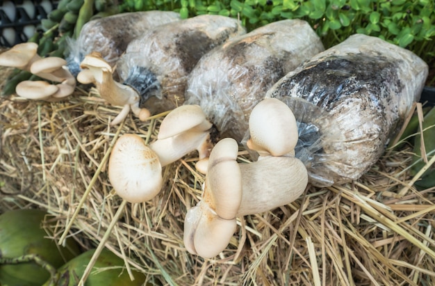 Coltivazione di funghi