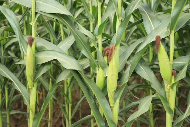 Coltivazione di mais in campo agricolo terra agricola