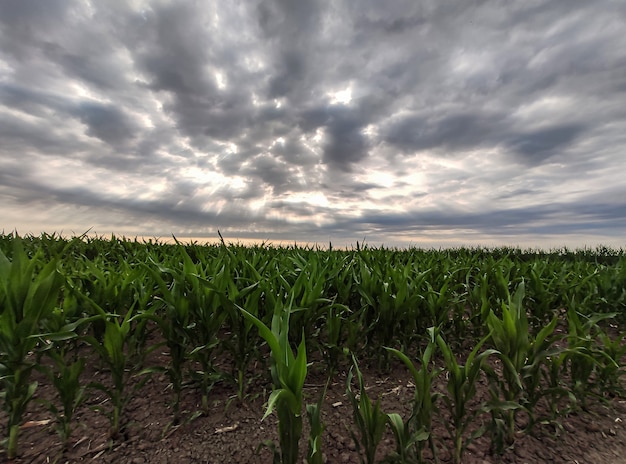 Coltivazione di mais in Italia sotto un cielo tempestoso in primavera