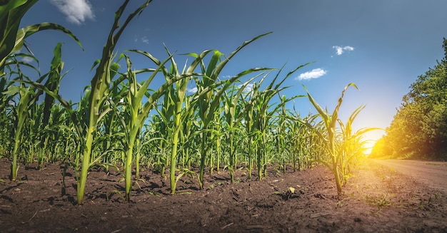 Coltivazione di mais su terreni agricoli Un campo di mais con un piano generale