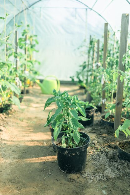 Coltivazione di peperoni verdi in una serra commerciale nella foto di alta qualità dei Paesi Bassi