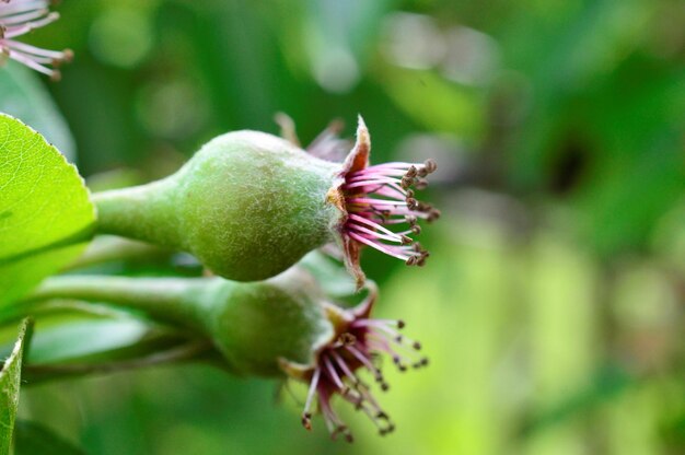 coltivazione di pere in un'immagine a tema frutteto e agricolo