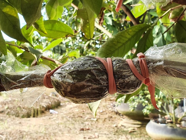 Coltivazione di piante a ramo di albero di mele rosa innestate