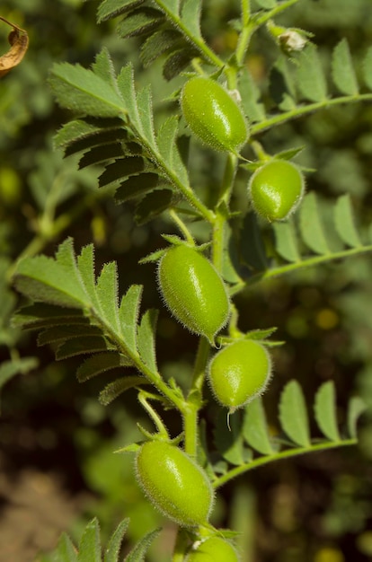 Coltivazione di piante di lenticchie Lens culinaris