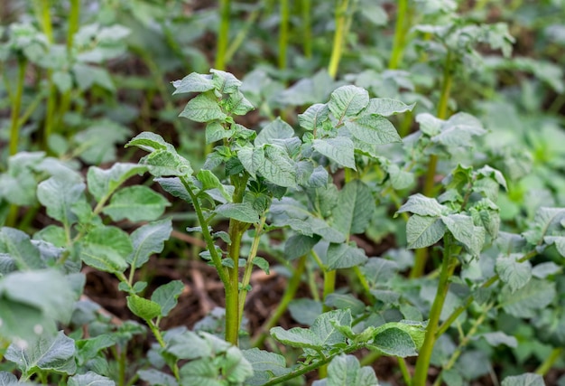 Coltivazione di piante di patate in azienda agricola da vicino