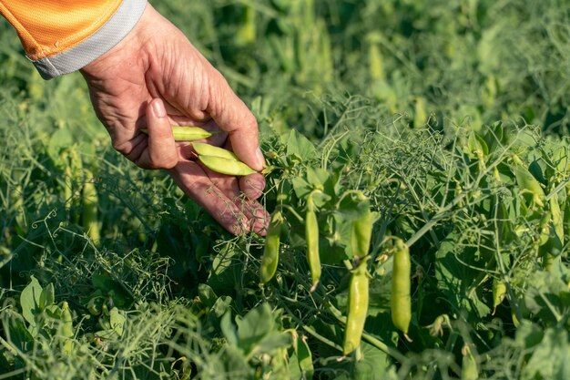 Coltivazione di piselli Un agricoltore coglie un baccello di piselli da un grande cespuglio Agricoltura ecologica