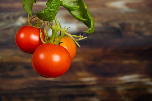 Coltivazione di pomodori a casa