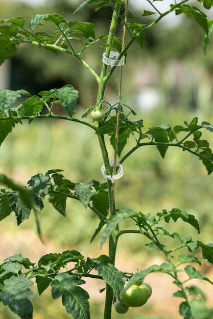 Coltivazione di pomodori in letti alti all'interno di una serra Coltivazione dell'irrigazione a goccia