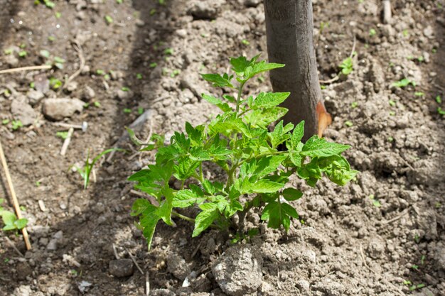 Coltivazione di pomodori in terra