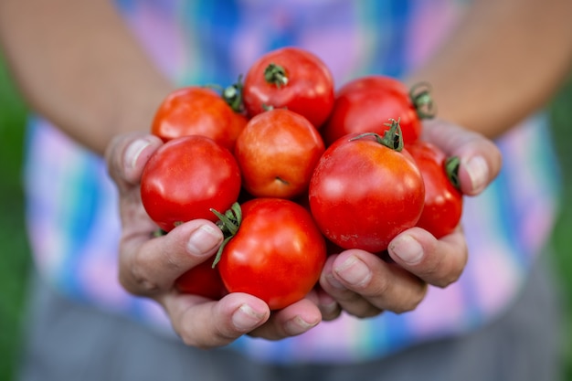 Coltivazione di pomodori raccolti nelle mani del contadino