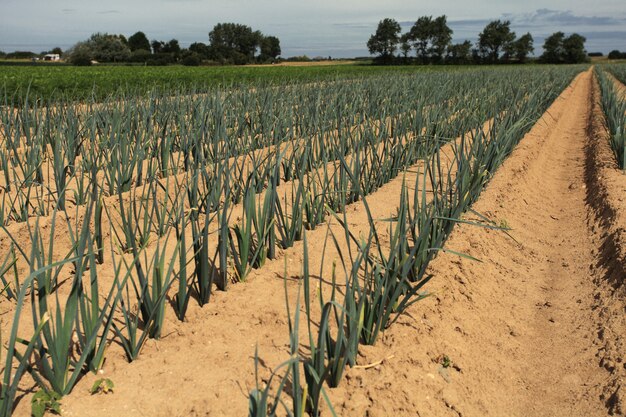 Coltivazione di porri nella sabbia in un campo in Normandia