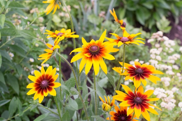 coltivazione di rudbeckia in giardino