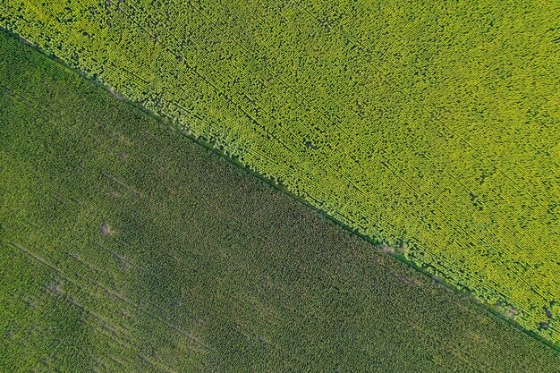 Coltivazione di semi di girasole Vista aerea nella regione della pampa Argentina