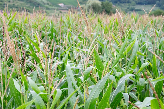 Coltivazione di semi di mais in campi di mais in agricoltura estiva piante per l'alimentazione terreni agricoli